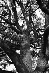 Tree Detail