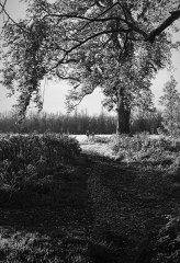 Evening Stroll 2