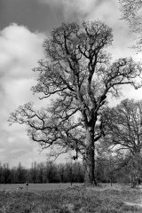 Castletown Tree