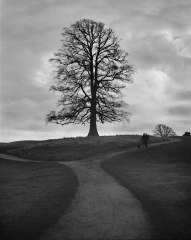 Decision Tree