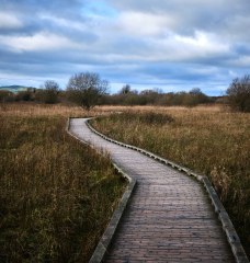 Boardwalk at Pollardstown Fen, Kildare. Photo by Daniel Kane Photography.