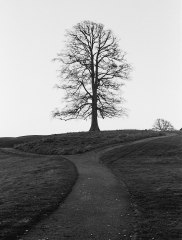 The Decision Tree - Monochrome 35mm film, taken at Carton House, Maynooth. Photo by Daniel Kane Photography.