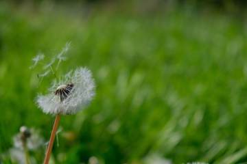 Dandelion Seed Head