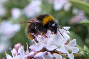 Bumblebee on Flower 8