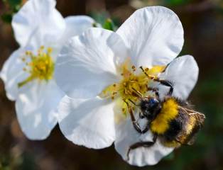 Bumblebee on Flower 6