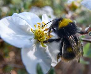 Bumblebee on Flower 7