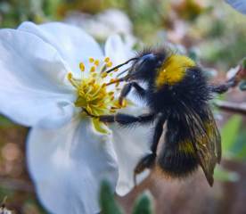 Bumblebee on Flower 5