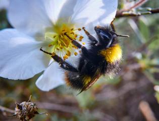Bumblebee on Flower 3