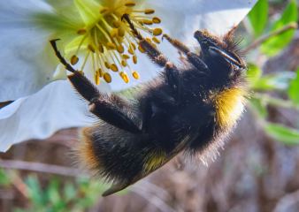 Bumblebee on Flower 4