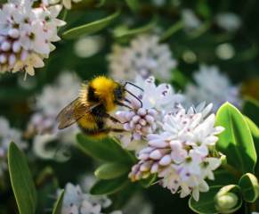 Bumblebee on Flower 2