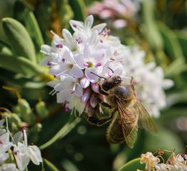 Bee on Flower