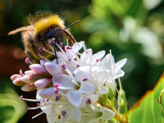 Bumblebee on Flower