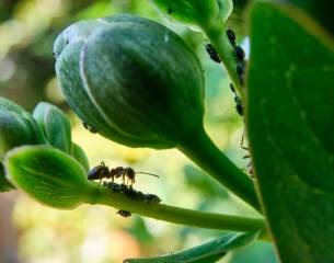 Ant Lunchtime