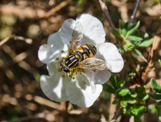 Hover Fly on a Flower 2