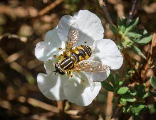 Hover Fly on a Flower
