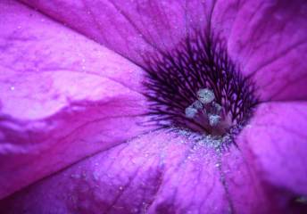 Flower Macro 3