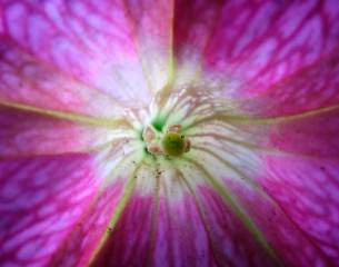 Flower Macro 2