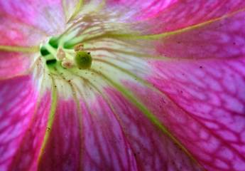 Flower Macro 1