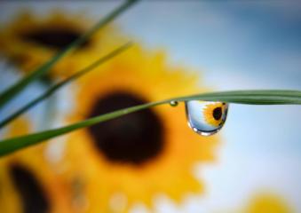 Sunflower reflected in water drops
