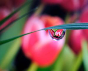 Tulips reflected in water drops 2