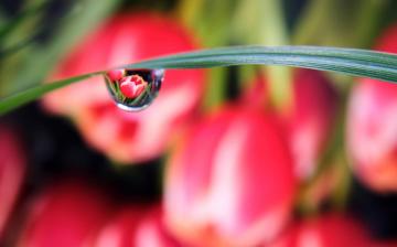 Tulips reflected in water drops 3