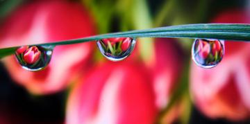 Tulips reflected in water drops