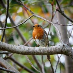 Robin on a branch 2