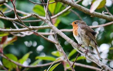 Robin on a branch