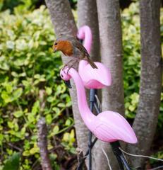 Robin with a plastic Flamingo