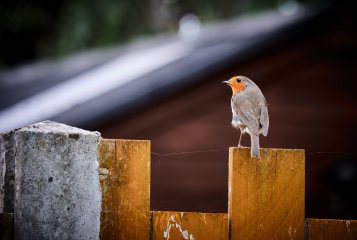 Robin on the Fence