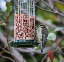 Juvenile Blue Tit Feeding 2