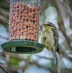 Juvenile Blue Tit Feeding