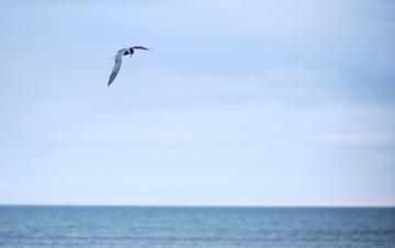 Tern Swooping