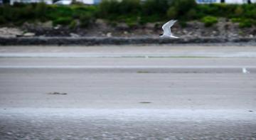 Tern in Flight