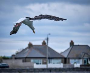 Swooping In