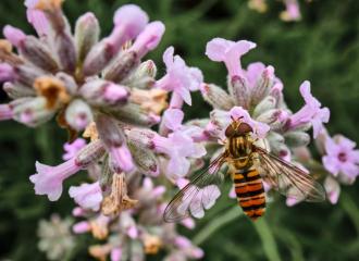 Hover Fly on Lavender
