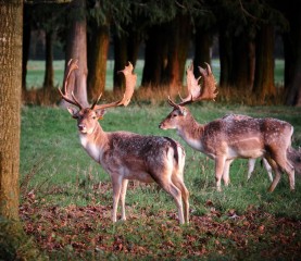 Phoenix Park Deer