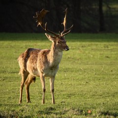 Young Stag