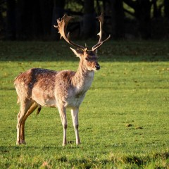 Young Stag 2