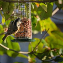 Bird Feeding