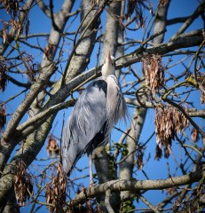 Grey Heron in tree 2