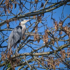 Grey Heron in tree