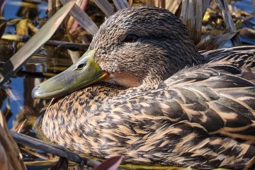 Duck sunbathing