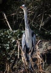 Grey Heron with long neck 2