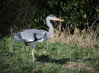 Grey Heron standing on one foot
