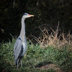 Grey Heron with long neck