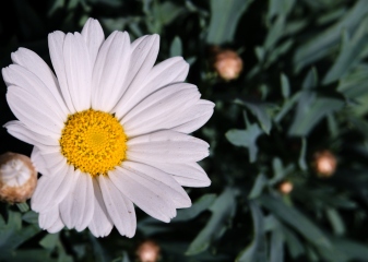Marguerite Flower 2