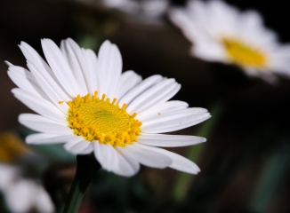 Marguerite Flower