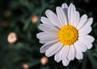 Marguerite Flower 3