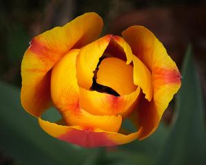 Tulip Macro